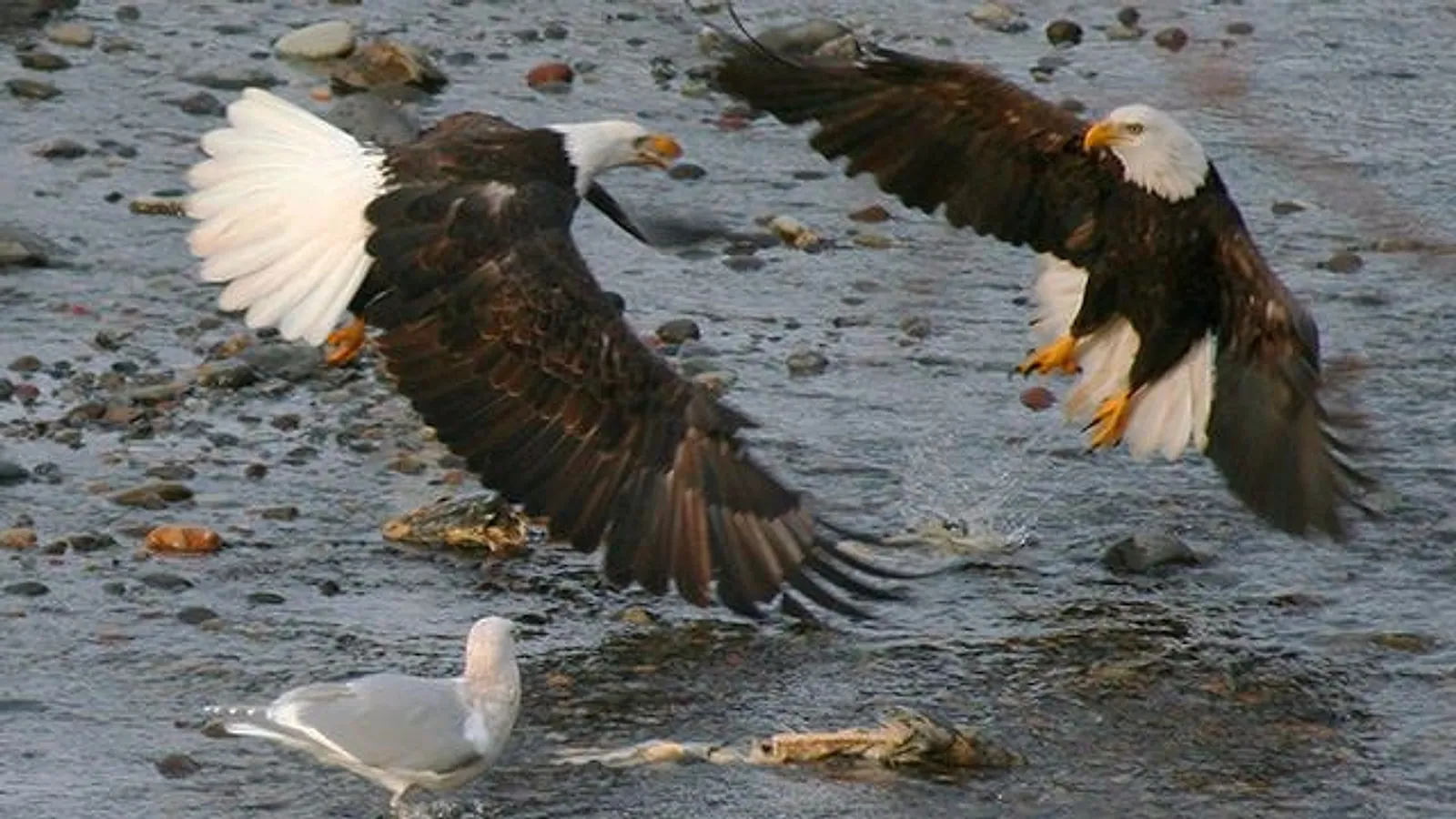 Two bald eagles flying over the North Fork Nooksack River at Deming Homestead Eagle Park