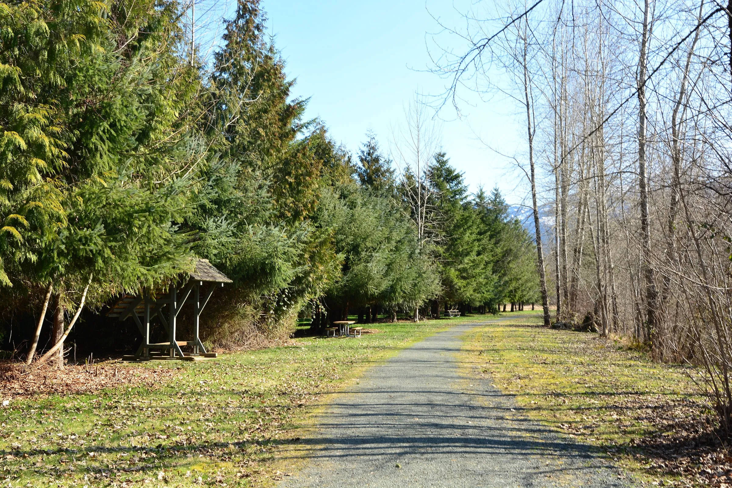 Gravel trail and picnic shelter at Deming Homestead Eagle Park, the main bald eagle viewing site on the North Fork Nooksack River