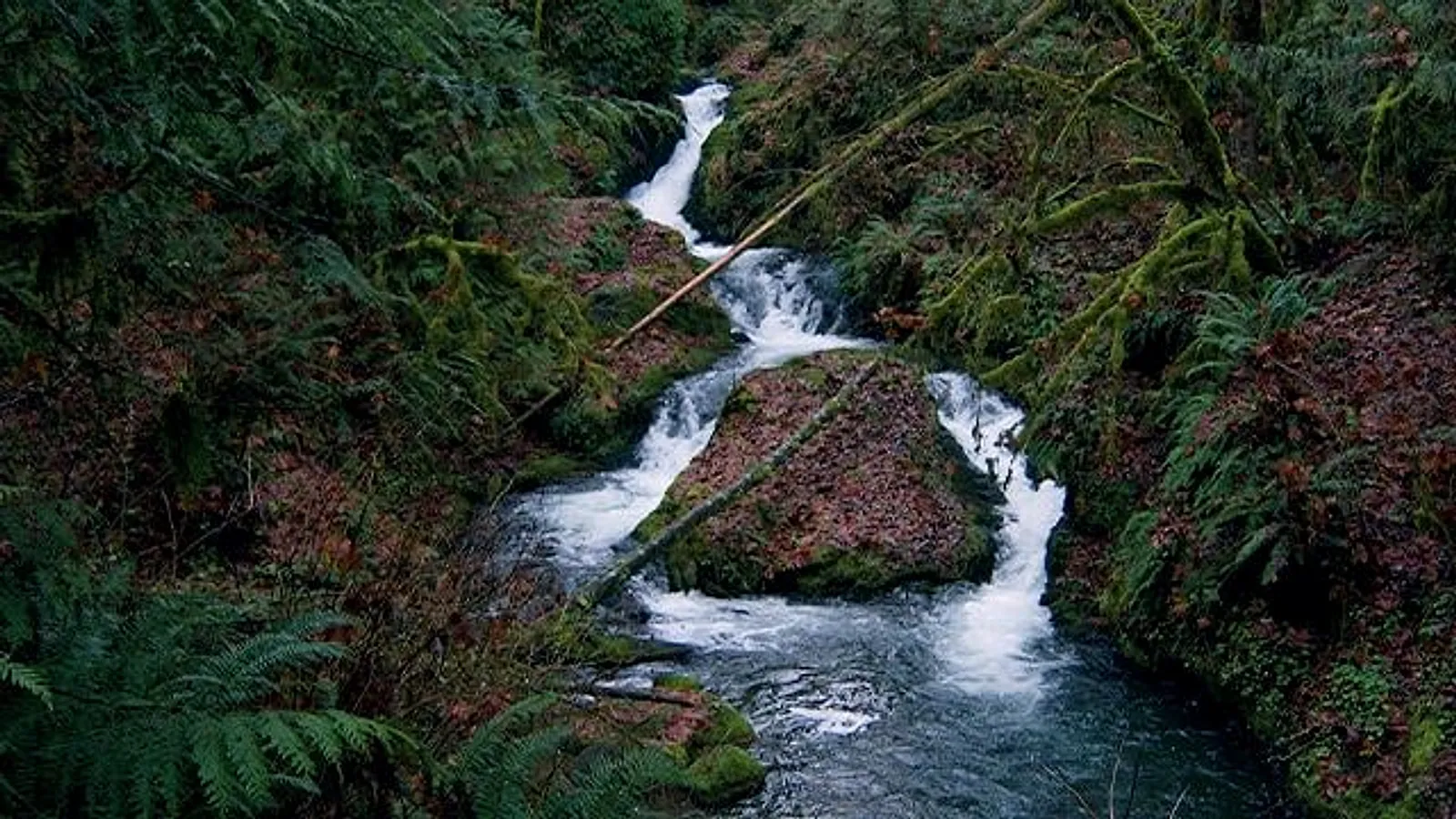 Maple Creek winding through mossy forest inside Maple Creek Park
