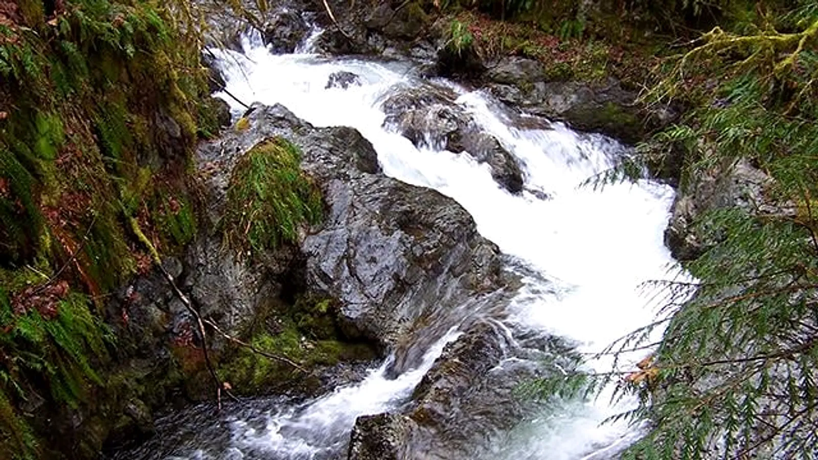 Maple Creek cascading over mossy rock inside Maple Creek Park in Maple Falls
