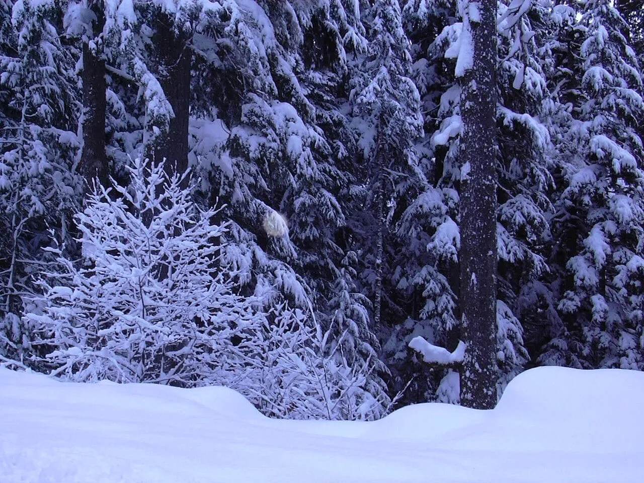 Snow-loaded conifers and a deep roadside snowbank beside the Mt. Baker Highway in January