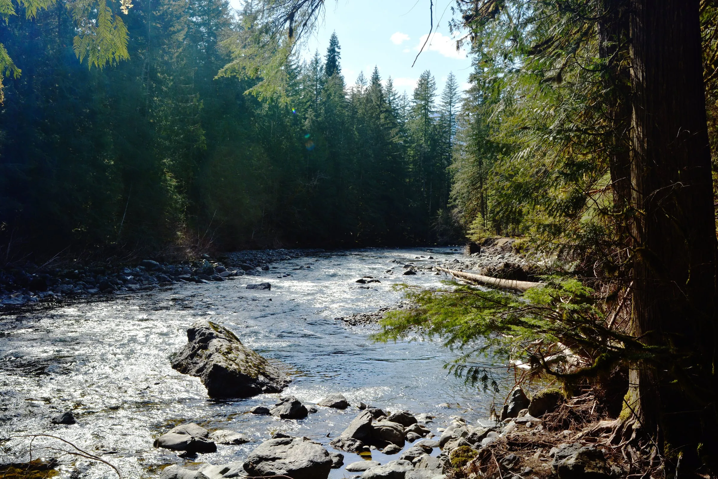 The North Fork Nooksack River flowing through evergreen forest beside the Horseshoe Bend trail corridor