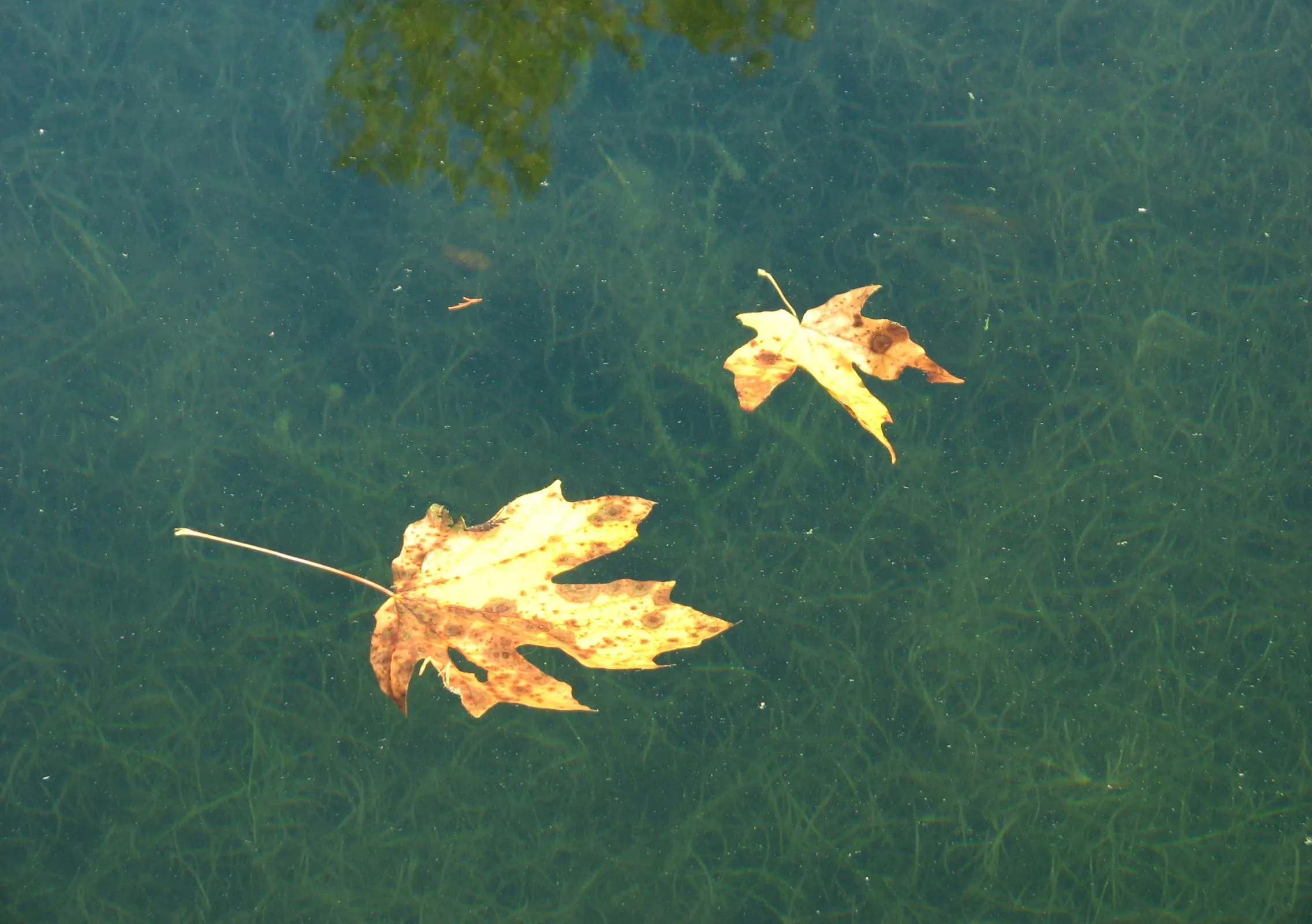Fallen bigleaf maple leaves on the clear shallow water of Silver Lake