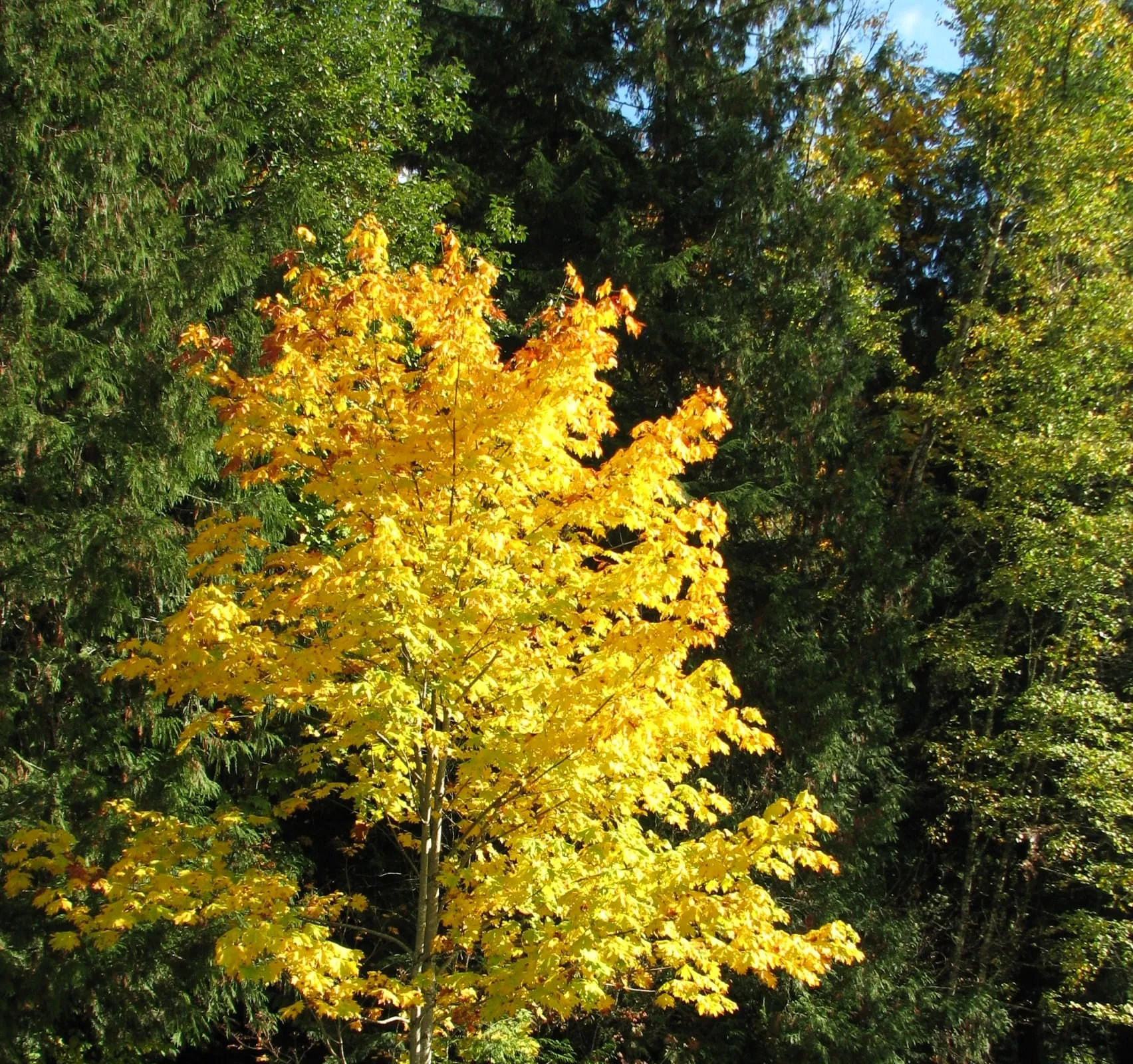 A bigleaf maple in full October yellow against the conifers at Silver Lake Park