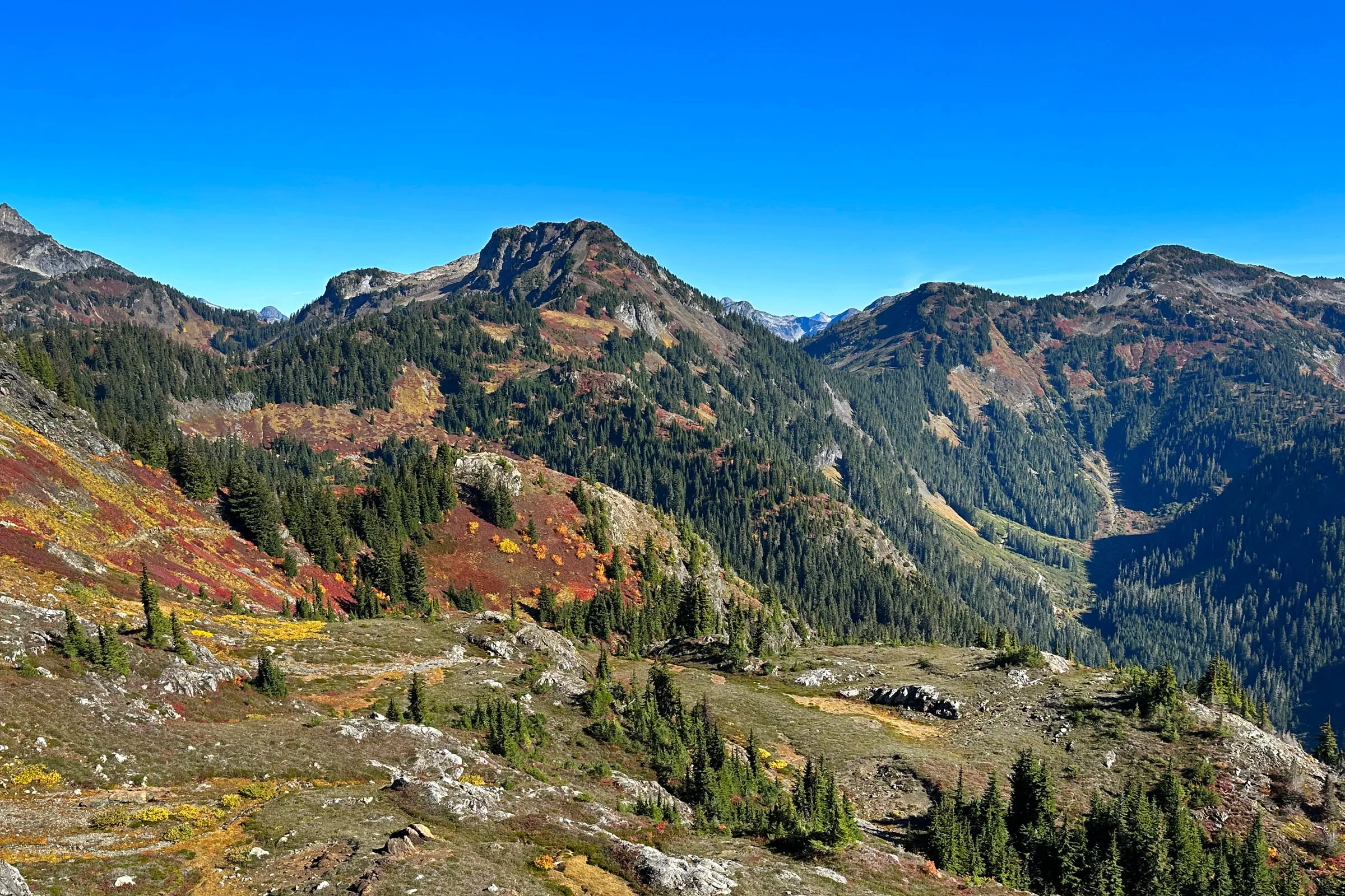 Autumn heather and huckleberry meadows on Yellow Aster Butte above a forested North Cascades valley